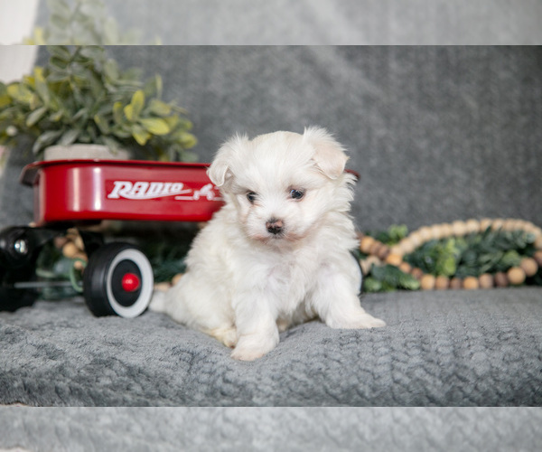 Medium Photo #3 Maltese Puppy For Sale in HOLMESVILLE, OH, USA