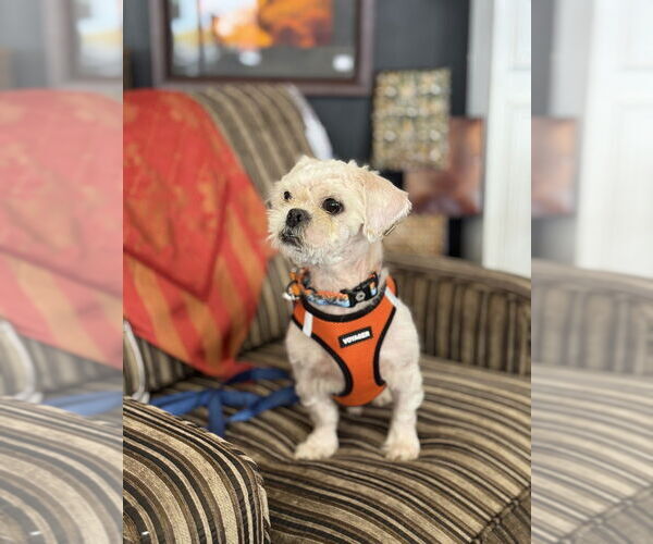 Medium Photo #4 Shih Tzu Puppy For Sale in Mundelein, IL, USA