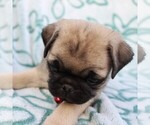 Small Photo #7 Pug Puppy For Sale in CHARLOTT HALL, MD, USA