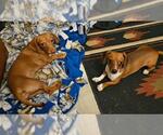 Small #2 Dachshund