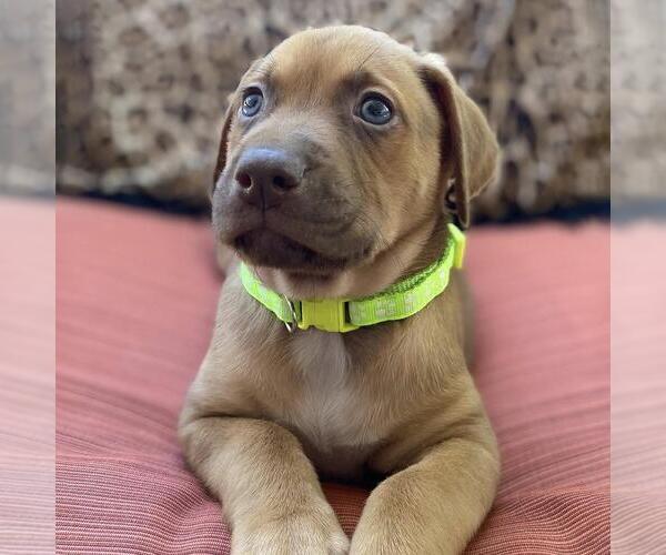 Medium Photo #1 Mutt Puppy For Sale in San Diego, CA, USA