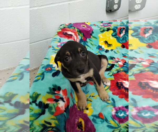 Medium Photo #1 Mutt Puppy For Sale in York, SC, USA