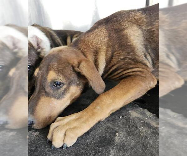 Medium Photo #1 Labrador Retriever-Unknown Mix Puppy For Sale in San Antonio, TX, USA