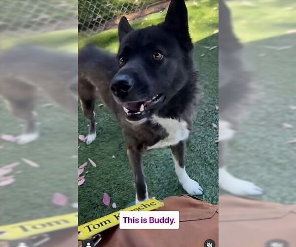 Medium Photo #1 Akita-Unknown Mix Puppy For Sale in Pasadena, CA, USA