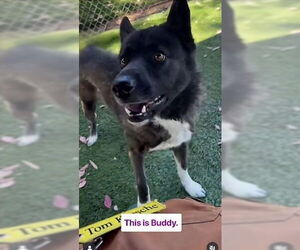 Akita-Unknown Mix Dogs for adoption in Pasadena, CA, USA