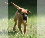 Small #3 Retriever  Mix