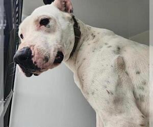 Argentinian Mastiff Dogs for adoption in Houston, TX, USA