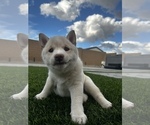 Small Photo #5 Shiba Inu Puppy For Sale in LAVEEN, AZ, USA
