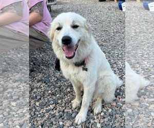 Great Pyrenees Dogs for adoption in Holly Springs, NC, USA