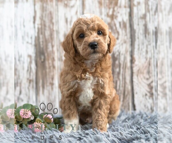 Medium Photo #3 Goldendoodle (Miniature) Puppy For Sale in SUNBURY, PA, USA
