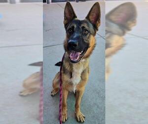 German Shepherd Dog Dogs for adoption in Sacramento, CA, USA