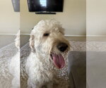 Small #2 Goldendoodle