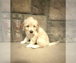 Small #4 Portuguese Water Dog