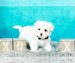 Small Photo #3 Maltese Puppy For Sale in WARSAW, IN, USA