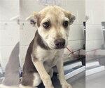 Small Siberian Husky Mix