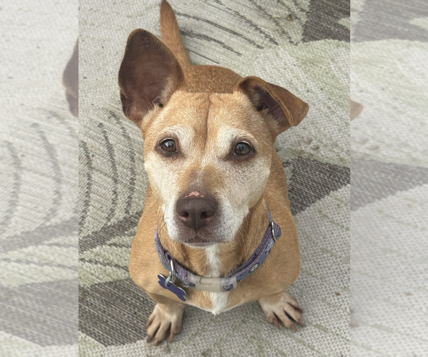 Medium Photo #5 Chiweenie Puppy For Sale in Newport Beach, CA, USA