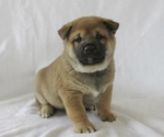 Small Shiba Inu