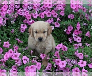 Golden Retriever Puppy for sale in FREDERICKSBURG, OH, USA