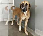 Small #1 Great Pyrenees Mix