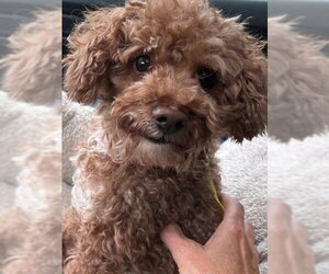 Poodle (Miniature) Dogs for adoption in Fort Wayne, IN, USA