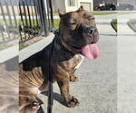 Small #4 American Staffordshire Terrier-Bulldog Mix