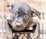 Small #1 Labrador Retriever Mix