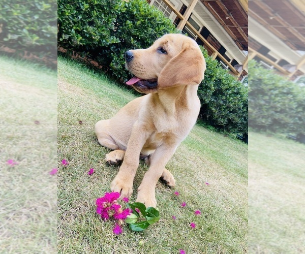 Medium Photo #3 Labrador Retriever Puppy For Sale in WILDWOOD, GA, USA