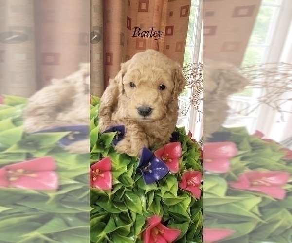 Medium Photo #1 Goldendoodle (Miniature) Puppy For Sale in COATESVILLE, PA, USA