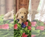 Small Photo #1 Goldendoodle (Miniature) Puppy For Sale in COATESVILLE, PA, USA