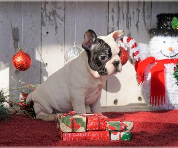 Medium Photo #3 French Bulldog Puppy For Sale in FREDERICKSBG, OH, USA