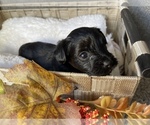 Small Photo #7 YorkiePoo Puppy For Sale in FENTON, MI, USA