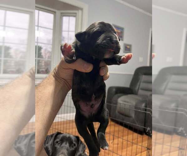 Medium Photo #7 Great Dane Puppy For Sale in MAYSVILLE, KY, USA