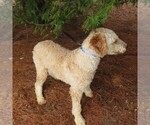 Small Photo #4 Poodle (Miniature) Puppy For Sale in STANLEY, WI, USA