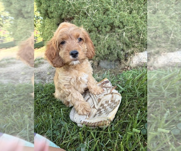 Medium Photo #3 Cockapoo (Miniature) Puppy For Sale in MIDDLEBURY, IN, USA