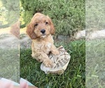 Small #2 Cockapoo (Miniature)
