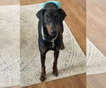 Small Photo #16 Doberman Pinscher Puppy For Sale in Minneaoplis, MN, USA