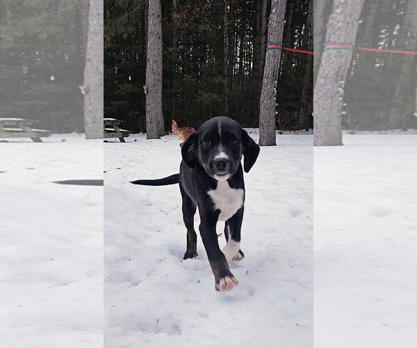 Medium Photo #1 Australian Shepherd-Unknown Mix Puppy For Sale in New London, WI, USA