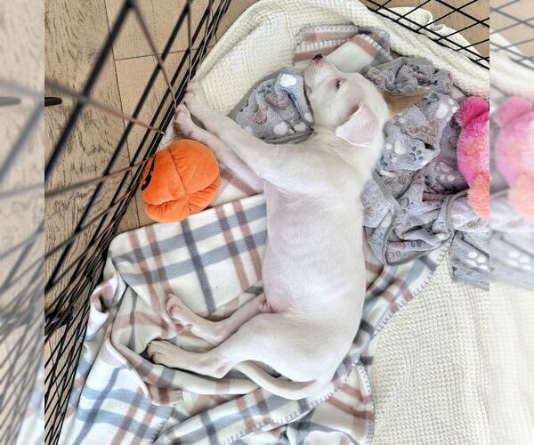 Medium Photo #3 Aussiedor Puppy For Sale in San Juan Capistrano, CA, USA