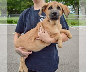 Pogee - Male Golden Shepherd Dog for Adoption - Photo #5