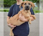 Small #4 Golden Shepherd