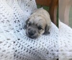 Puppy 2 Havachon