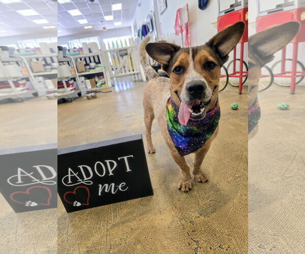 Medium Photo #18 Mutt Puppy For Sale in Rockaway, NJ, USA