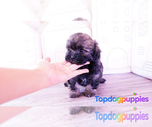 Shih-Poo Puppy for sale in FULLERTON, CA, USA