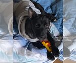 Small #2 Mutt