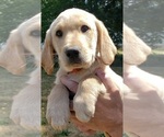 Small #11 Labrador Retriever