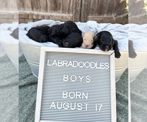 Australian Labradoodle-Poodle (Standard) Mix Puppy for Sale in VISALIA, California USA