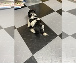 Small Photo #12 Maltipoo Puppy For Sale in JASPER, GA, USA