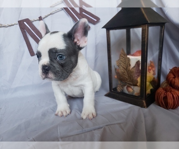 Medium Photo #3 French Bulldog Puppy For Sale in LITTLE ELM, TX, USA