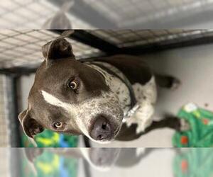 American Pit Bull Terrier Dogs for adoption in Sugar Land, TX, USA