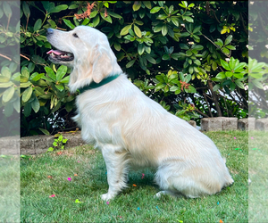 Father of the Golden Retriever puppies born on 06/14/2026